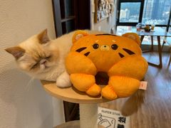 -猫小主咖啡·猫咖cat cafe(福田店)
