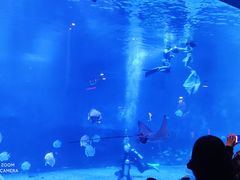 -烟台海昌鲸鲨海洋公园