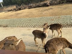 -常州淹城野生动物世界