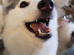 -Husky Go! 哈士奇体验馆·宠物咖啡厅狗咖