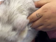 -pd派德宠物中心医院24H急重症·眼科中心·血液透析中心(嵩山北路店)