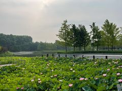 -大望京公园