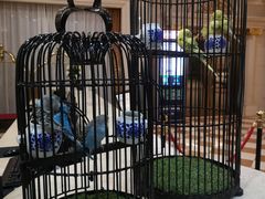 -江门新会碧桂园凤悦凤凰酒店(万达广场店)