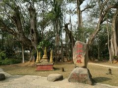 -瑞丽独树成林风景区