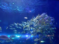 -华夏文旅海洋公园