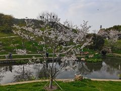 -羊山湖公园