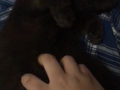 -Bastet sally猫舍购宠(静安店)