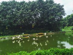 -广州长隆飞鸟乐园