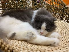 -飞行喵MR PILOT|猫舍·猫咖(静安大融城店)