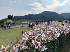 -径山花海