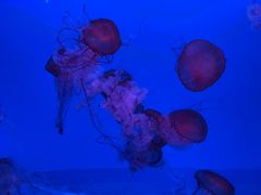 -蓬莱欧乐堡海洋极地世界