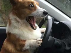 -苹果花园(昌里东路店)