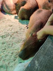 -Zoolung Zoolung动物主题公园(海信广场店)