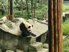 -中国大熊猫保护研究中心雅安碧峰峡基地