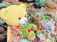 -三圣花乡旅游区