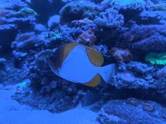 -太平洋海底世界