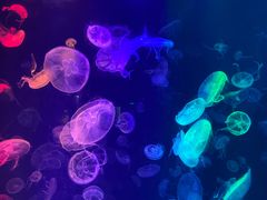 -烟台海昌鲸鲨海洋公园