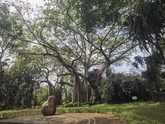 -独树成林