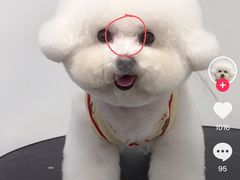 -帕帕拉兹宠物(亚洲旗舰店)