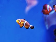 -上海海洋水族馆