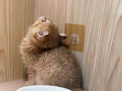 -屋虎猫馆(宝安大仟里店)