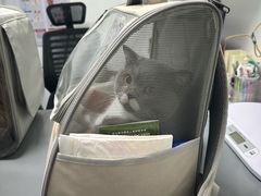 -宠物星动物医院·眼科·异宠·猫科(江南大道总院)