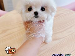 -萌宠之家·腊肠犬·马尔泰·小体犬舍
