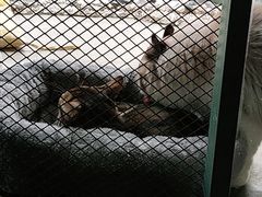 -喵屿·大理花园猫咖