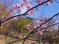 -贡湖湾湿地公园