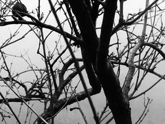 -青峰峡国家森林公园