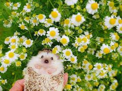 -必胜客(远大路店)