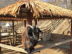 -北京鹿世界主题园