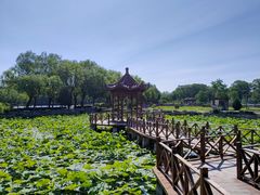 -稻香湖公园