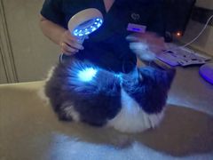 -瑞派康怡24h宠物医院·犬猫医疗中心·微创绝育(瑞景分院)