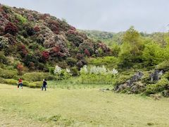 -贵州百里杜鹃风景名胜区