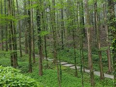 -山王坪喀斯特国家生态公园