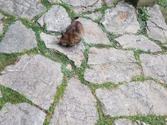 -静安公园(静安寺街道)