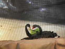 -酷嗒动物文化乐园(cutezoo西溪乐天城店)