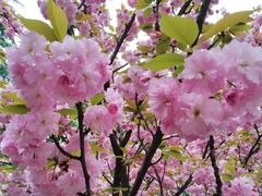 -西部兰花园生态园