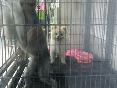 -达爱动物医院·犬猫分区·CT·复杂眼科(远洋山水分院)