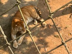 -西霞口神雕山野生动物世界