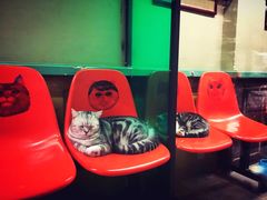 -猫咪博物馆(顶澳仔猫街店)