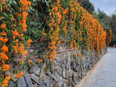 -南靖田螺坑土楼群景区