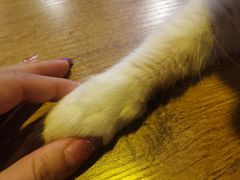 -平行世界·猫咖(首经贸店)