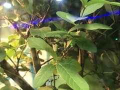 -上海大自然野生昆虫馆(东方明珠·爬宠昆虫探索中心)