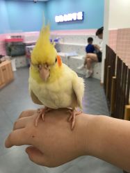-Moni星球萌宠·小马宝莉·灵蛇·高端高阶全萌宠互动体验俱乐部(红豆国际广场店)