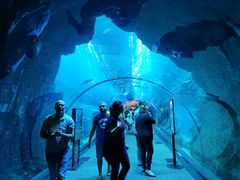-迪拜水族馆及水下动物园