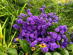 -国家植物园南园