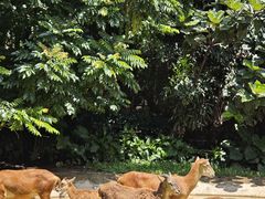 -广州长隆野生动物世界