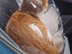 -小伙伴宠物医院•急重症转诊中心·老年专科·犬猫全科(北大街总院)